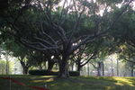 厦门南湖公园树木