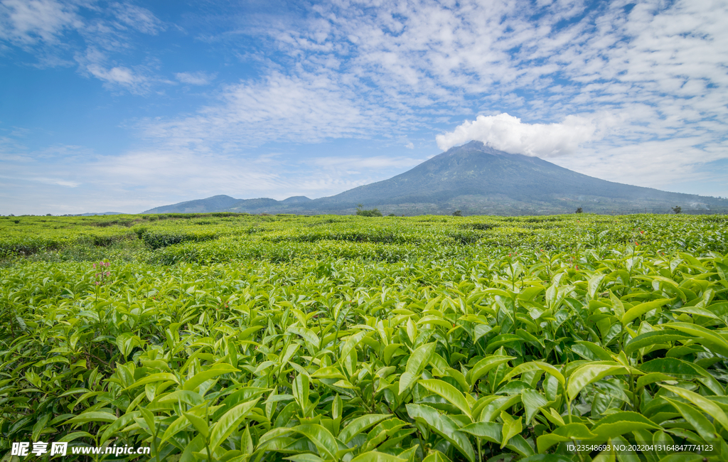 茶叶