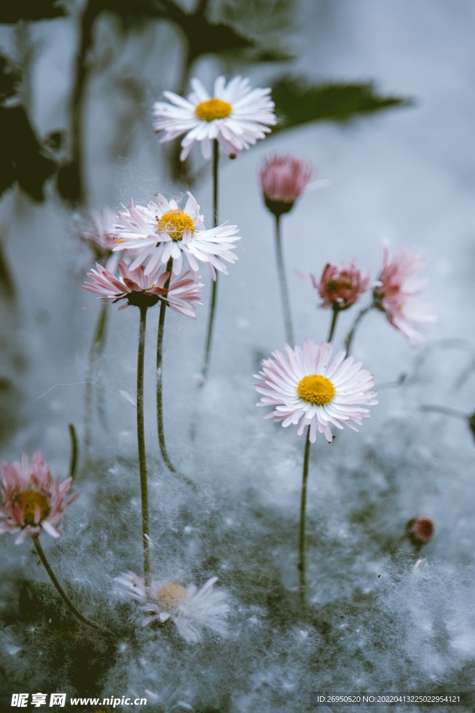 花