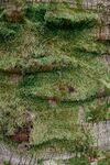 草地