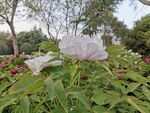 芍药花