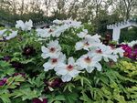 芍药花