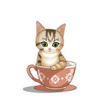 茶杯猫            