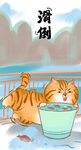 萌主猫