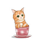 茶杯猫            