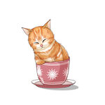 茶杯猫            