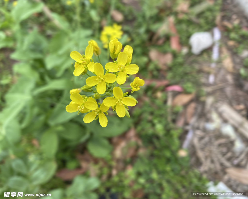 油菜花 