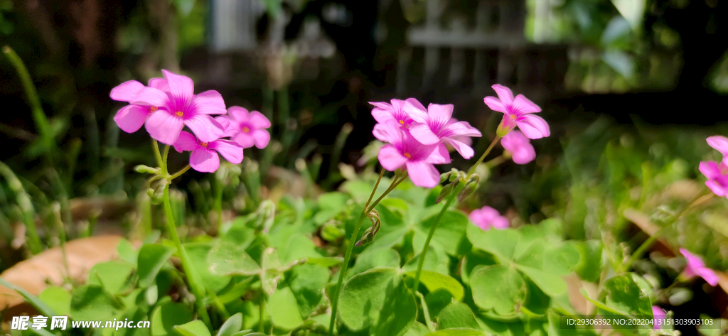 花 
