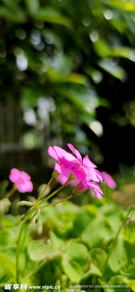 花