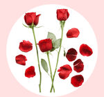 玫瑰花素材