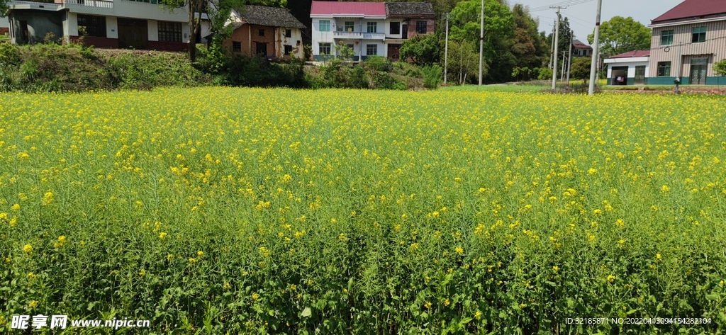 油菜花图片  