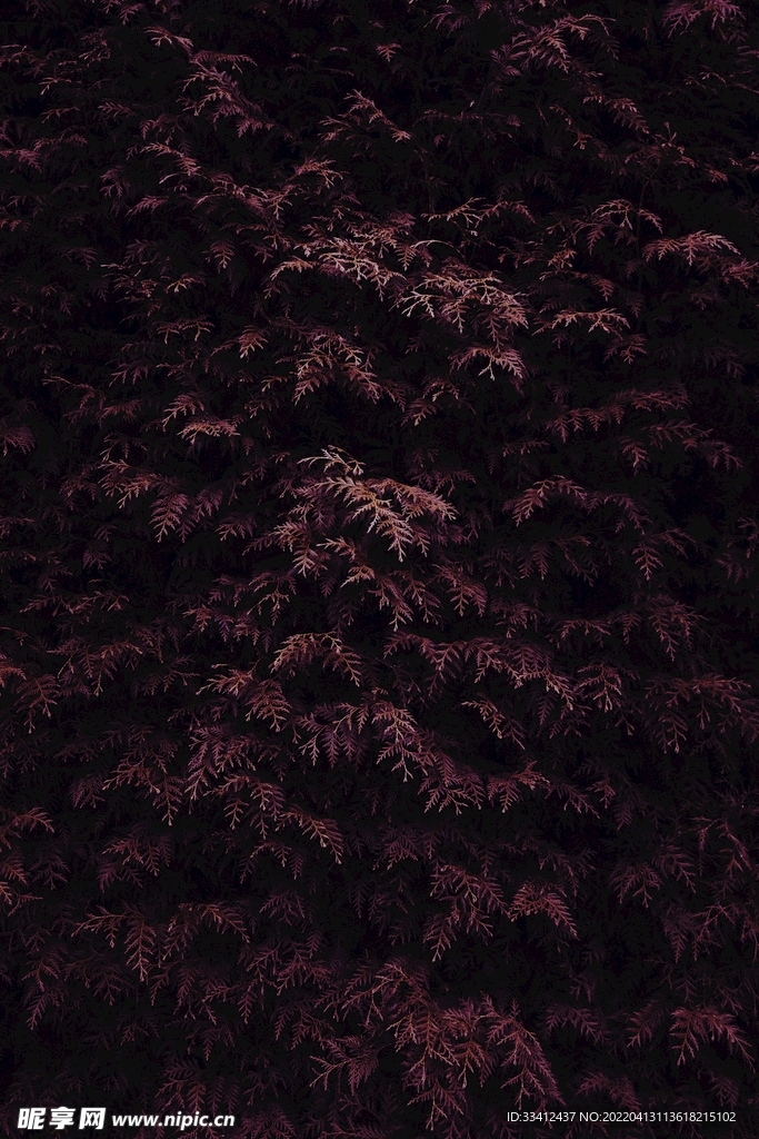 树叶