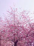粉色樱花树