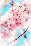 樱花 唯美图片