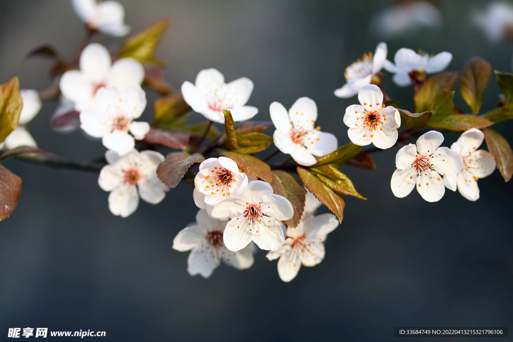 春天白色樱花