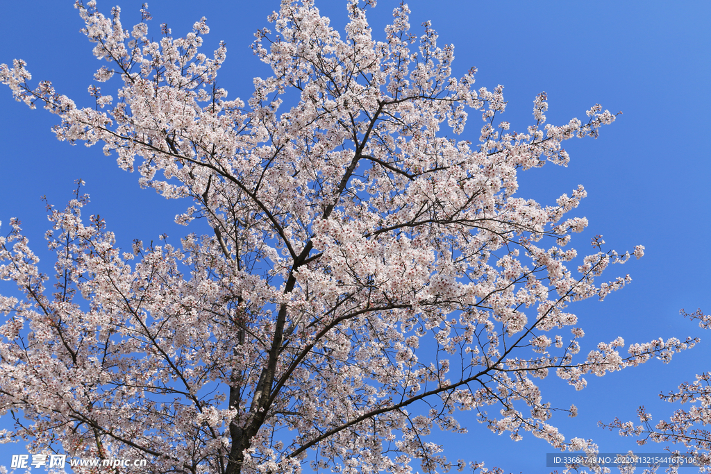 樱花树