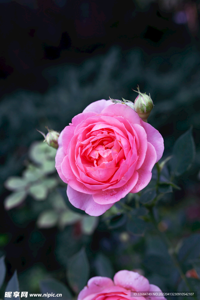 月季 花的图片