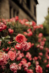 月季花