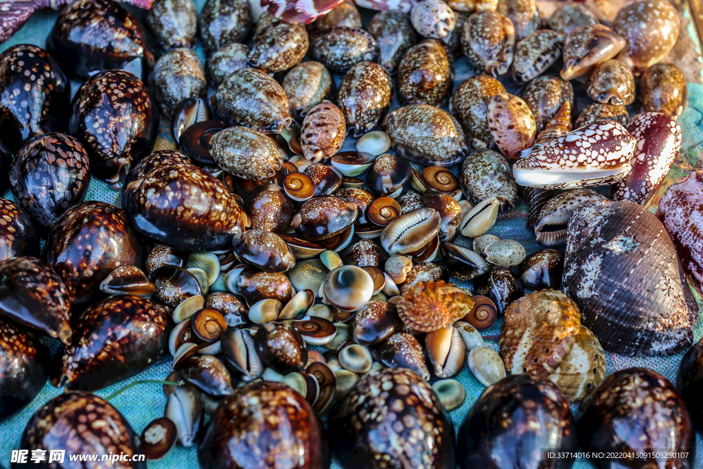 五彩缤纷的贝壳