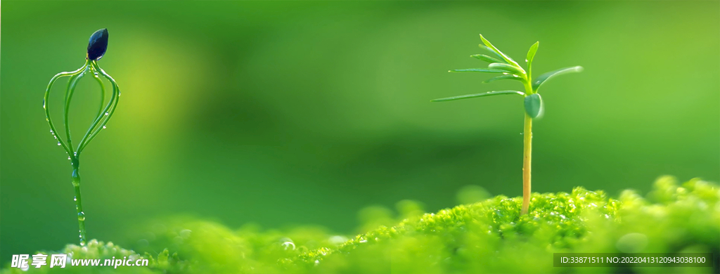 绿草