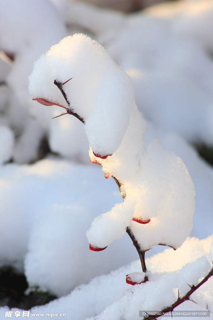 春雪