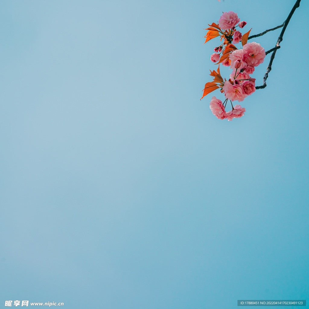 花卉