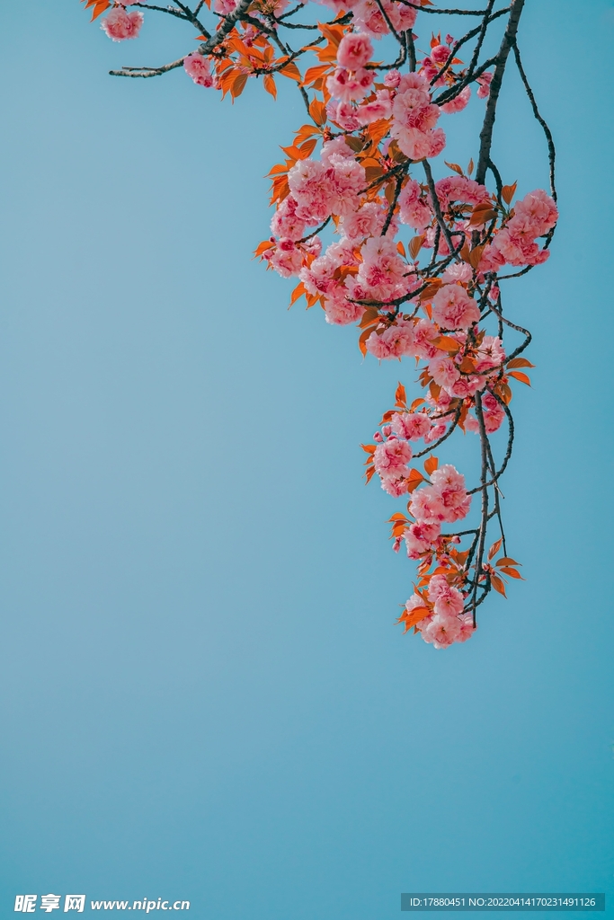 花卉