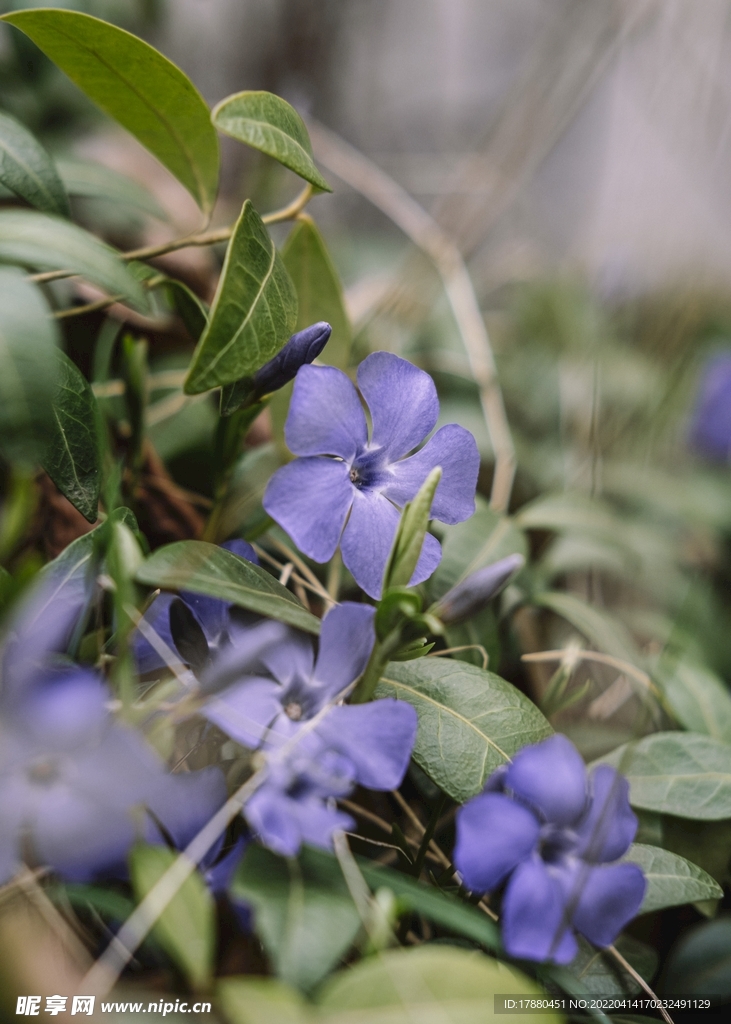 长春花