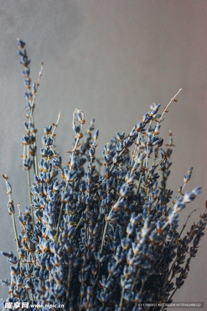 薰衣草