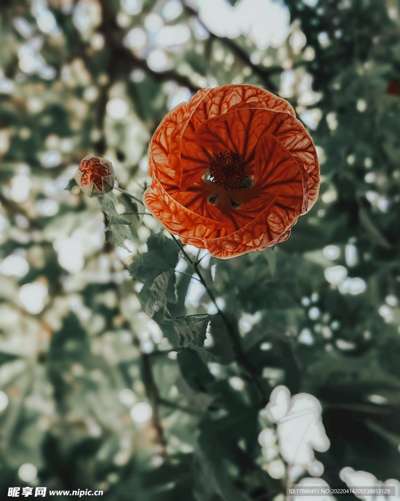 金铃花