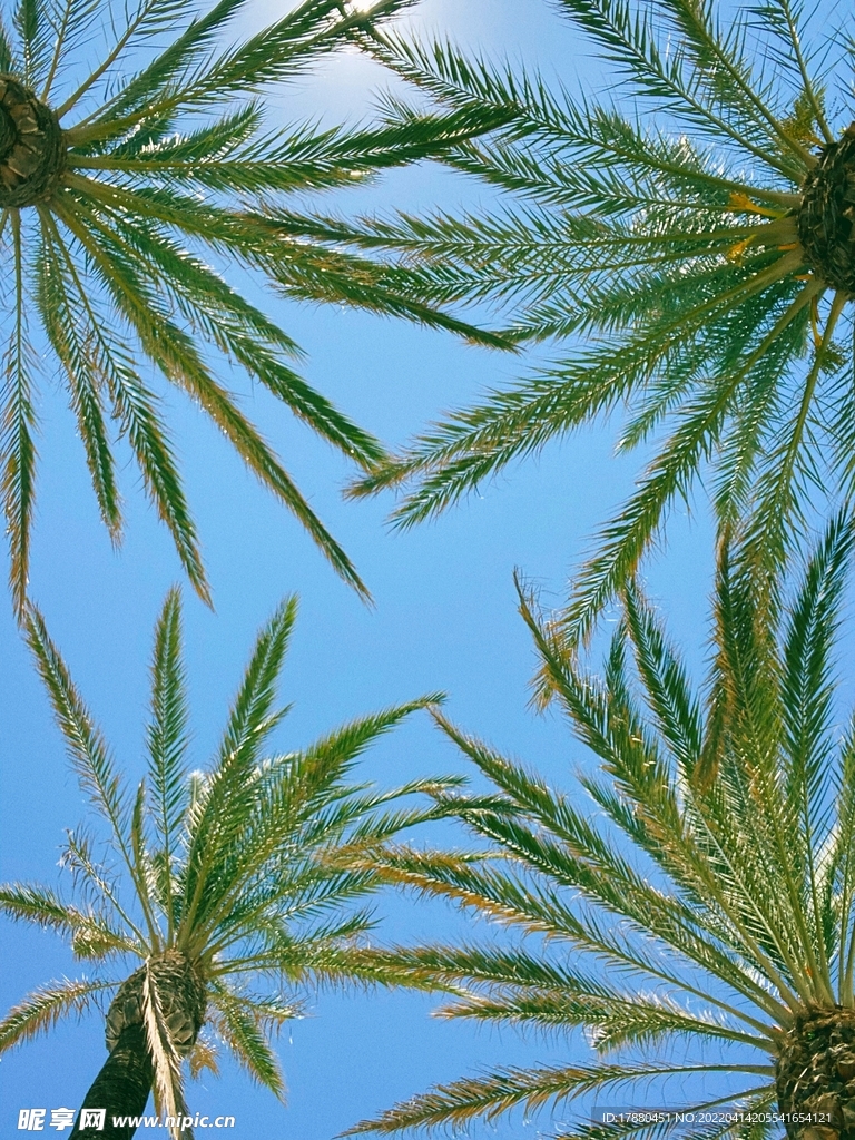 棕榈树
