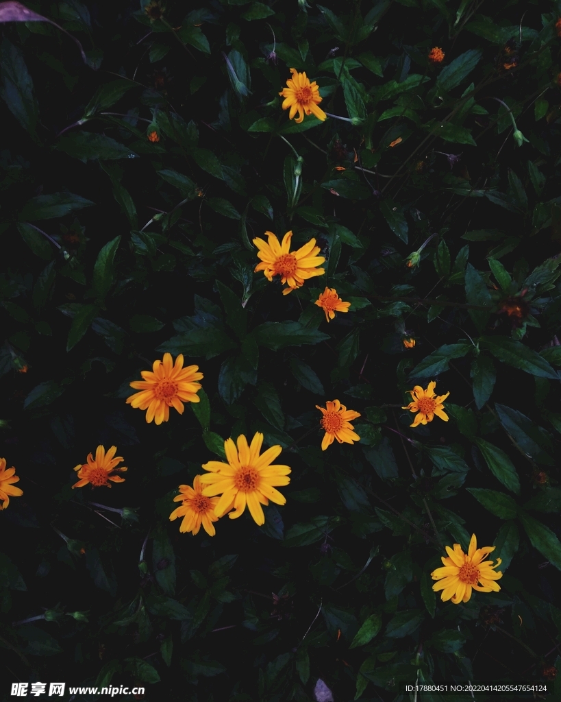 菊花