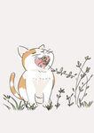 可爱食草猫