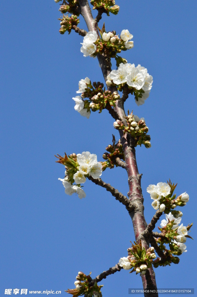 樱桃花 