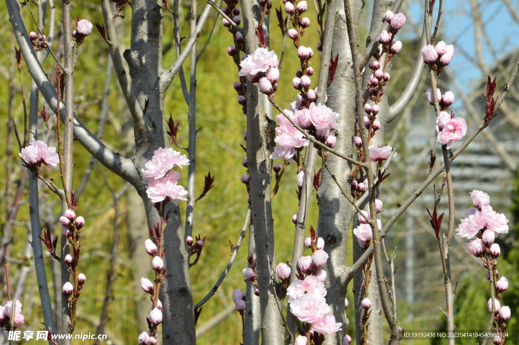 桃花 