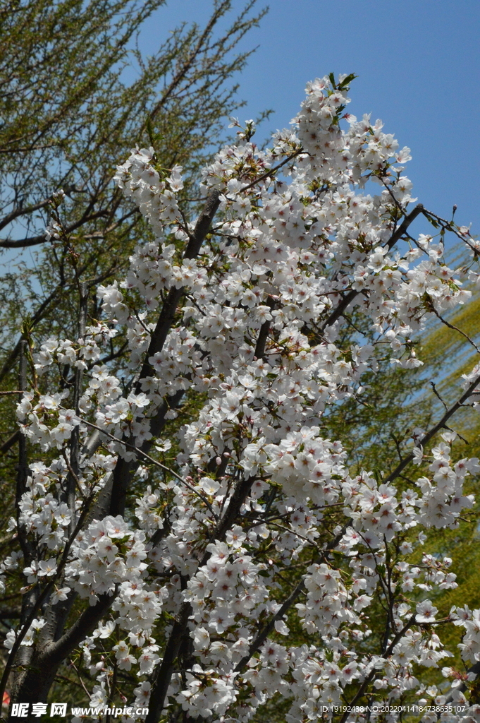 樱花 