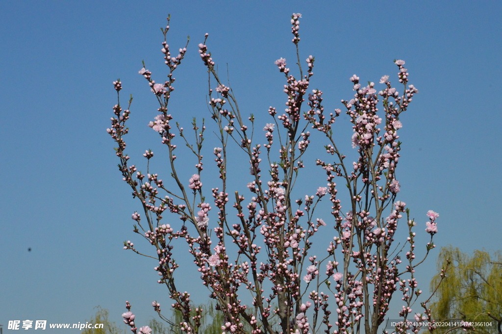 桃花 