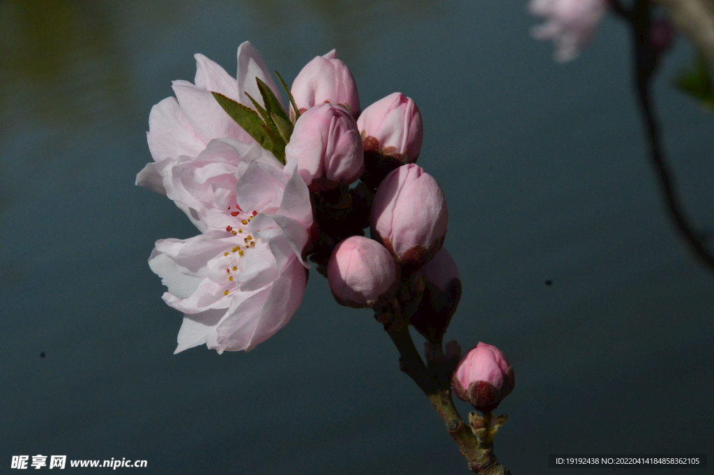 桃花