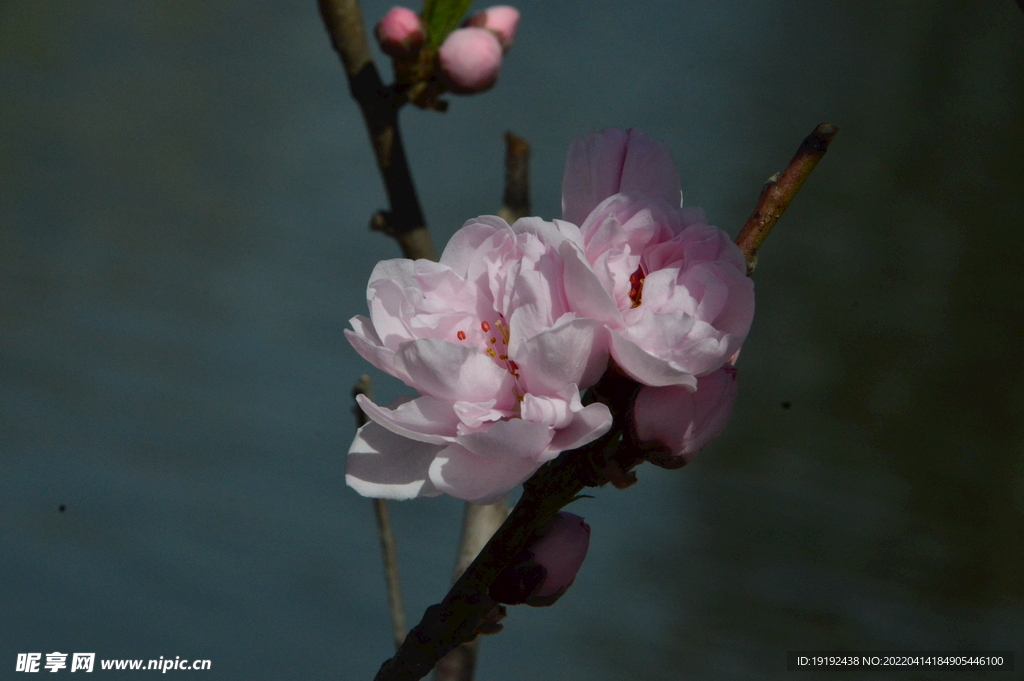 桃花 