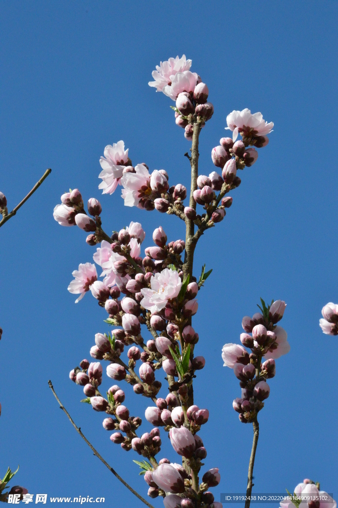 桃花 