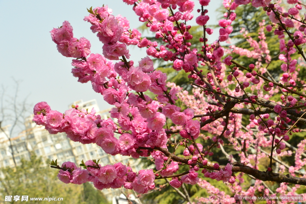 榆叶梅 