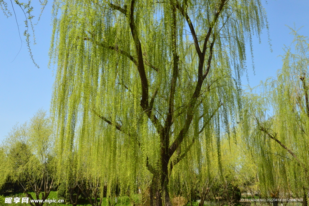 柳树风景 