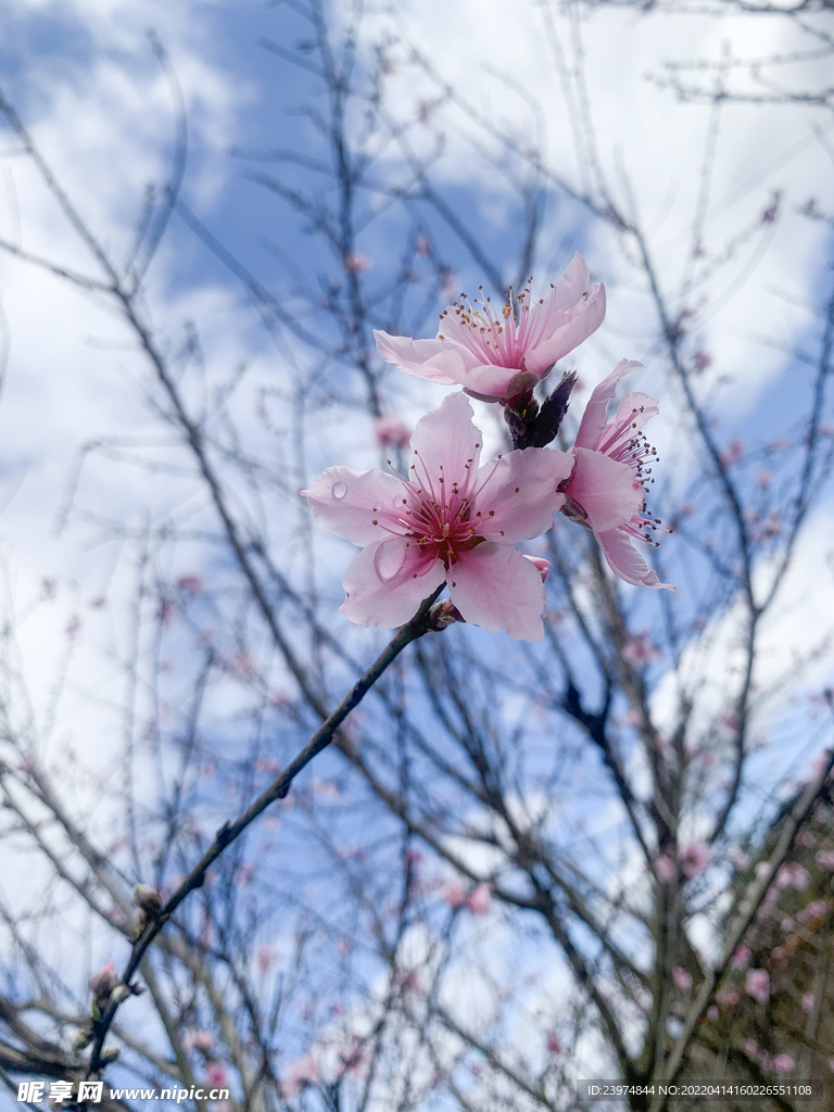 桃花