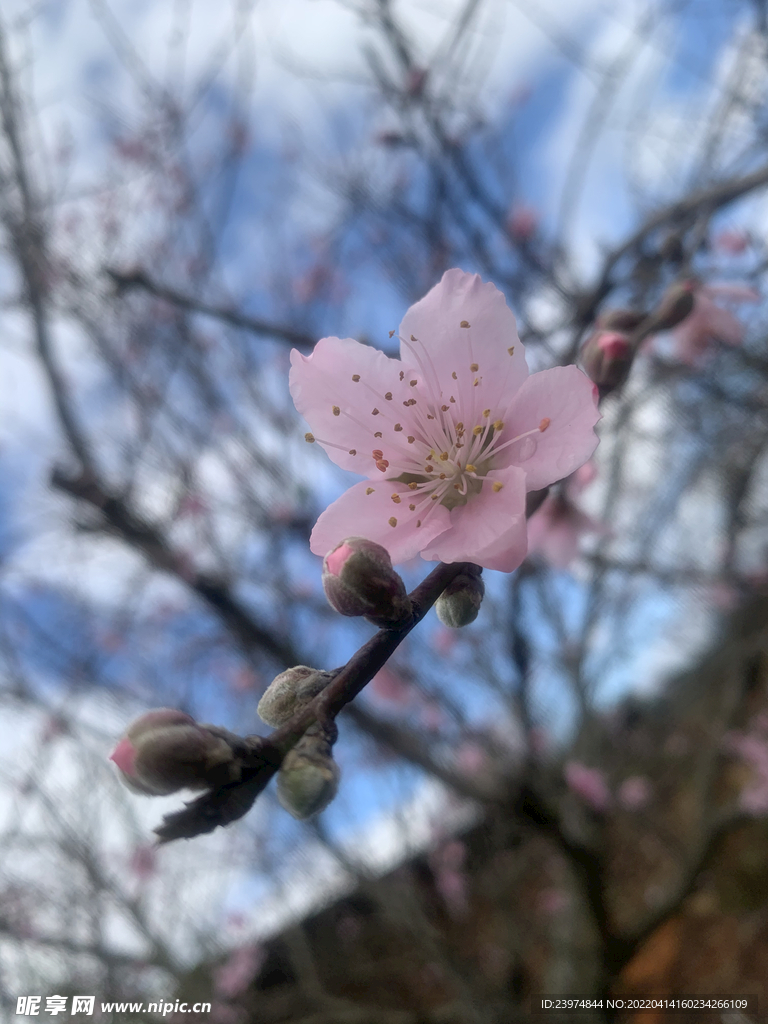 桃花