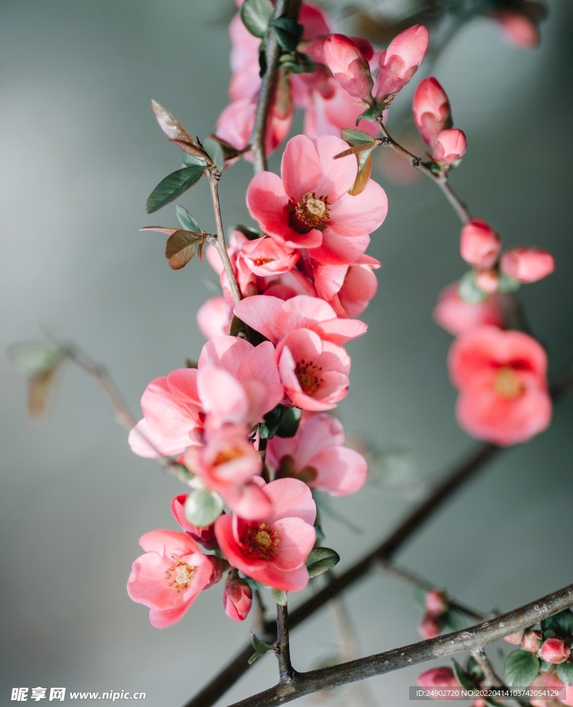 粉色花朵桃花