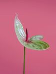 尖尖角花朵植物