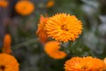 黄菊花