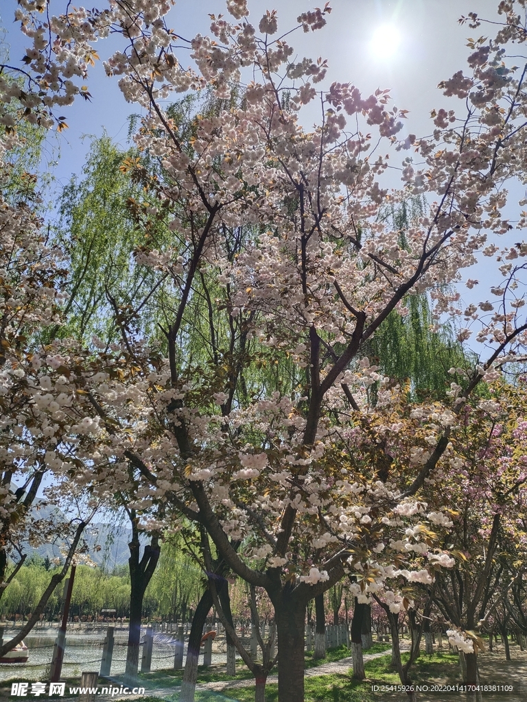 树