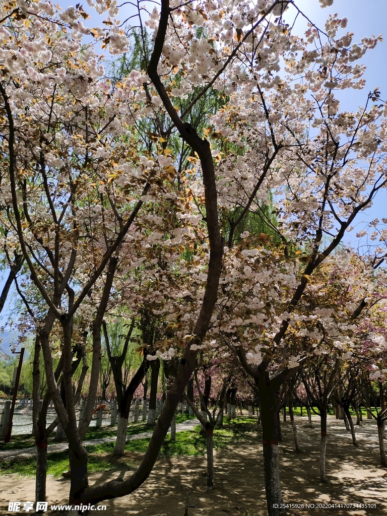 树