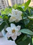 栀子花